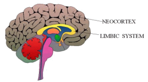 Neocortex and Limbic System